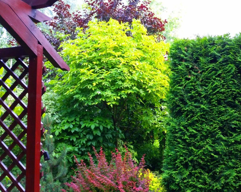 Проект Горки 2